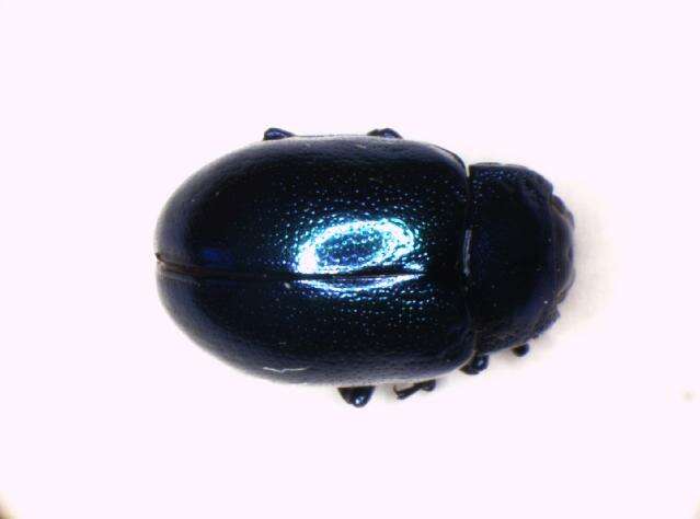 Image of Chrysolina coerulans