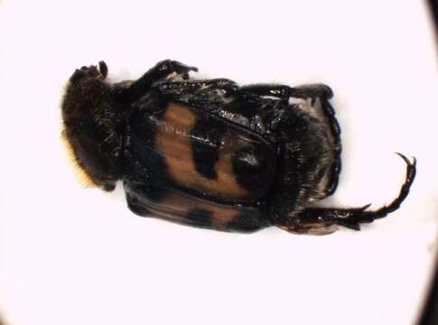 Image of Bee beetle