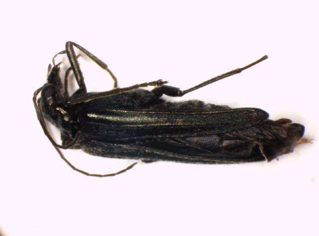 Image of <i>Oedemera tristis</i>