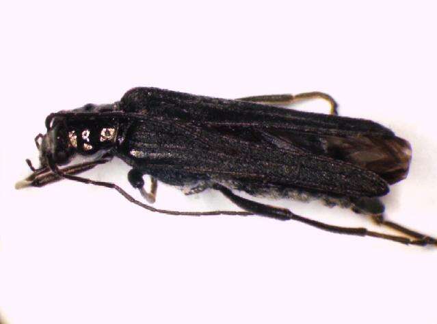 Image of <i>Oedemera tristis</i>