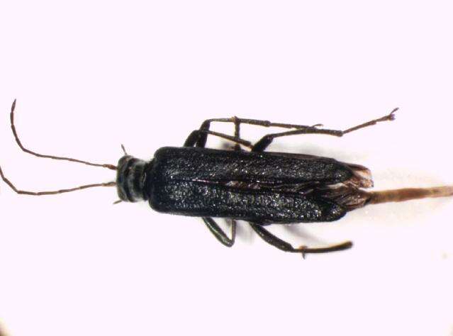 Image of <i>Oedemera tristis</i>