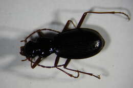 Nebria (Oreonebria) austriaca Ganglbauer 1889的圖片