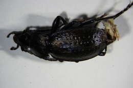 Image of Carabus (Orinocarabus) alpestris Sturm 1815