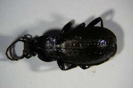 Image of Carabus (Orinocarabus) alpestris Sturm 1815