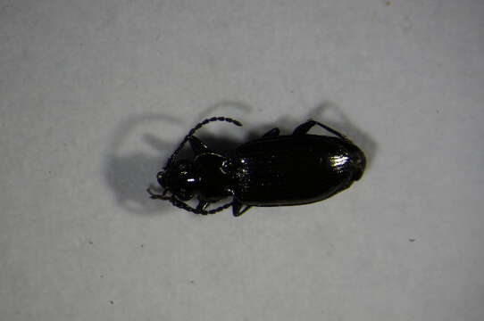 Image of Bembidion (Testediolum) glaciale Heer 1837