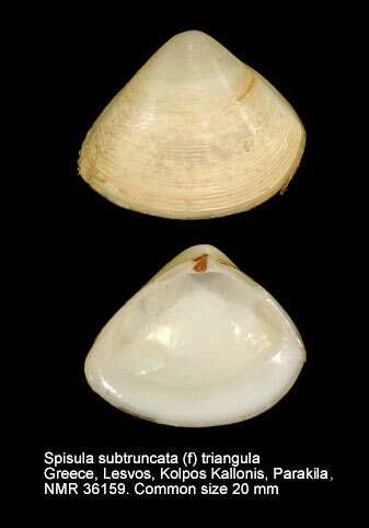 Image of cut surfclam