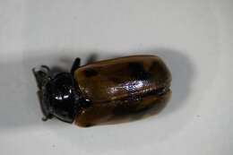 Image of <i>Clytra quadripunctata</i>