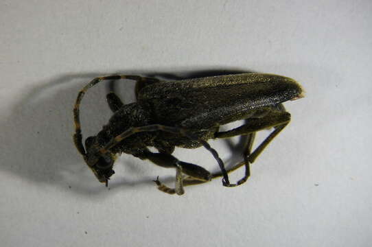 Image of Lepturobosca virens (Linné 1758)