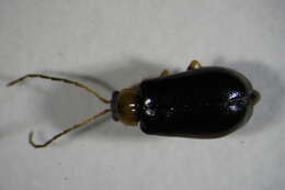 Image of <i>Luperus flavipes</i>