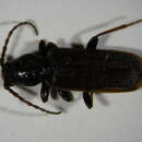Image of larch longicorn beetle