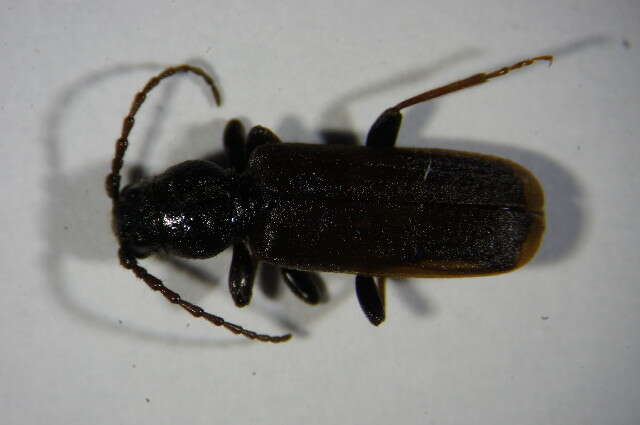 Image of larch longicorn beetle