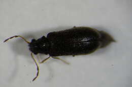 Image of <i>Episernus granulatus</i>