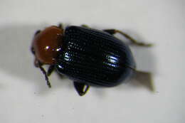 Imagem de <i>Neocrepidodera peirolerii</i>