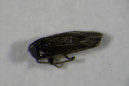 صورة <i>Malthodes brevicollis</i>