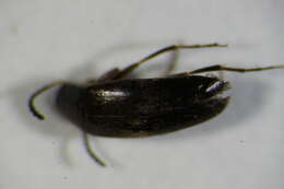 Image of <i>Anaspis kiesenwetteri</i>