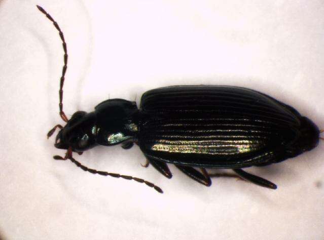 Imagem de Bembidion (Bembidionetolitzkya) complanatum Heer 1837