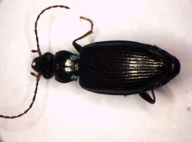 Imagem de Bembidion (Bembidionetolitzkya) complanatum Heer 1837