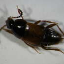 Image de Tachinus rufipes