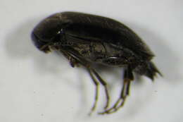 Image of <i>Anaspis latiuscula</i>