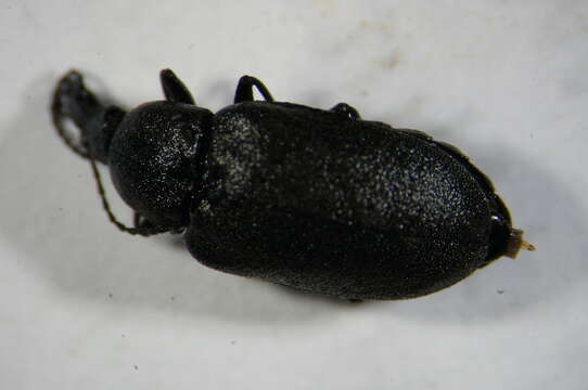 Image of Mycterus