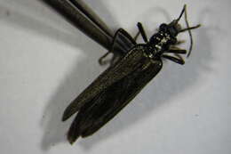 Image of <i>Oedemera tristis</i>