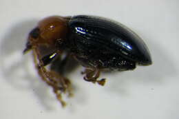 Imagem de <i>Neocrepidodera femorata</i>