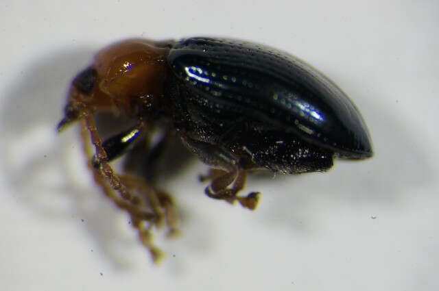 Imagem de <i>Neocrepidodera femorata</i>