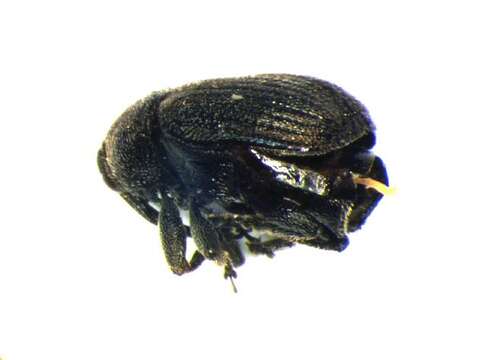 Image of Miarus abnormis Solari 1947