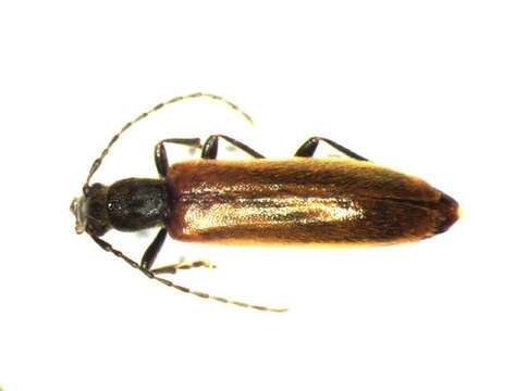 Image of <i>Sparedrus testaceus</i>