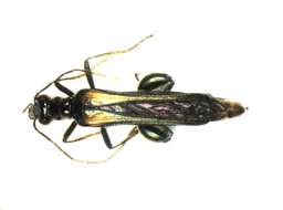 Image of Oedemerinae