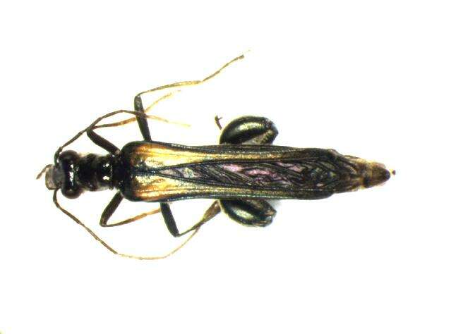 Image of Oedemerinae