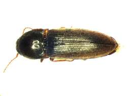 Image of <i>Agriotes brevis</i>