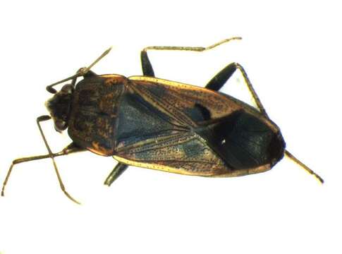 Image of Rhyparochromus