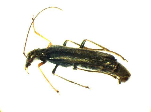 Image of <i>Oedemera annulata</i>