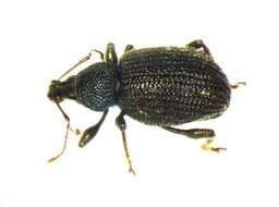 Image of rough strawberry root weevil