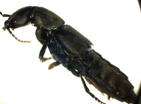 Image of Devil's Coach Horse