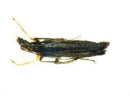 Image of <i>Oedemera annulata</i>