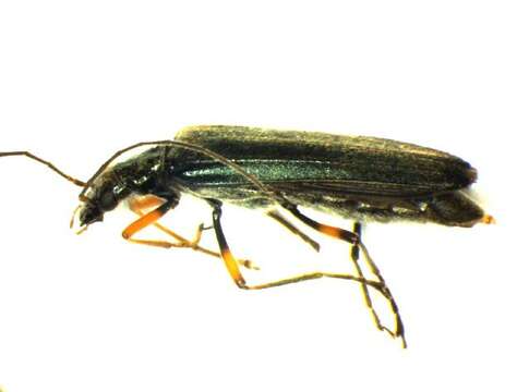 Image of <i>Oedemera annulata</i>