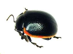 Image of <i>Chrysolina rossia</i>