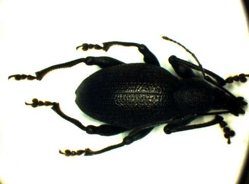 Image of <i>Otiorhynchus sulphurifer</i>