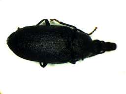 Image of <i>Mycterus curculioides</i>