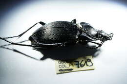 Image of Necklace Ground Beetle