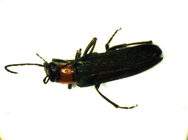 Image of Anogcodes seladonius