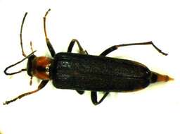 Image of <i>Anogcodes rufiventris</i>