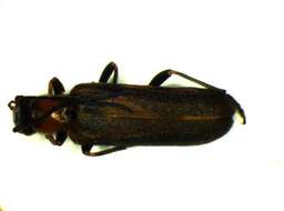 Image of <i>Anogcodes rufiventris</i>