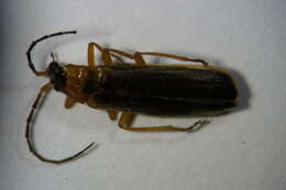 صورة <i>Rhagonycha nigriceps</i>