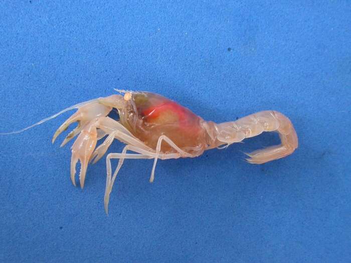 Image of Templeman's lobster shrimp