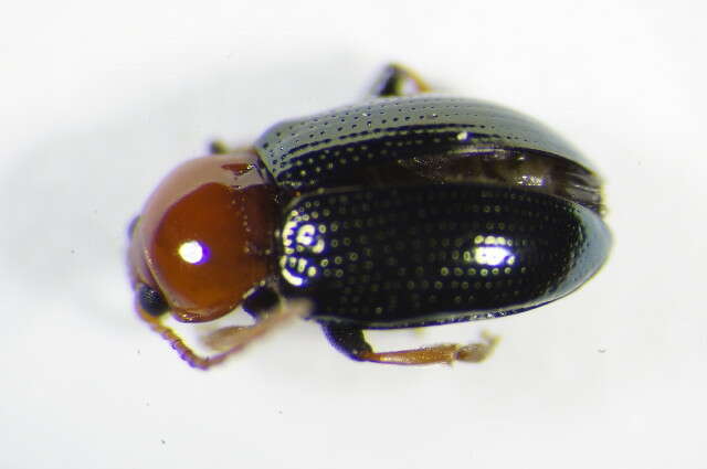 Imagem de <i>Neocrepidodera femorata</i>