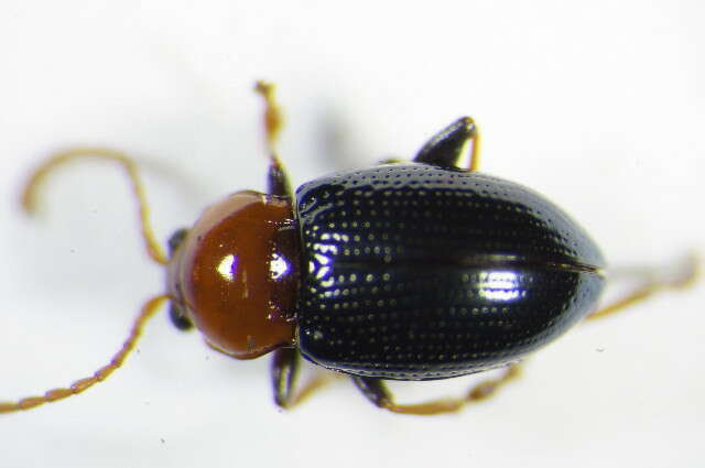 Imagem de <i>Neocrepidodera femorata</i>