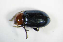 Imagem de <i>Neocrepidodera peirolerii</i>